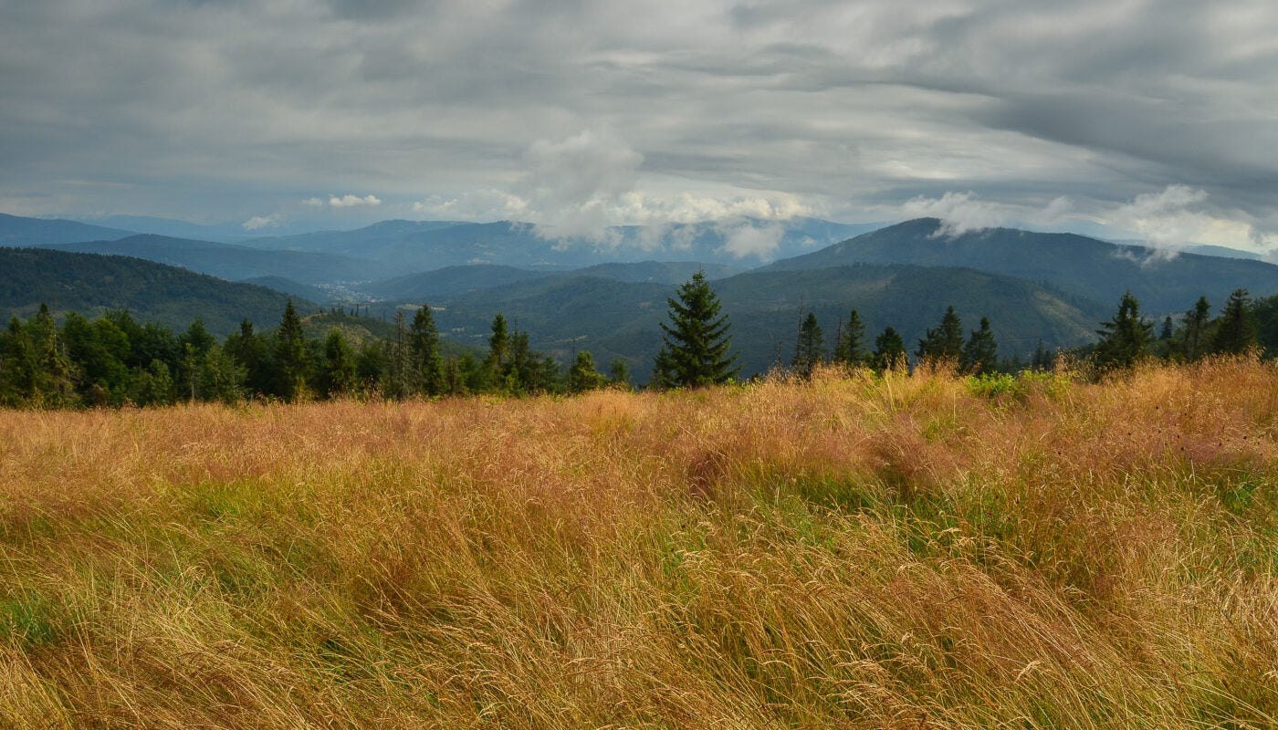 ⛺ Hala Górowa – tradycja i górski klimat